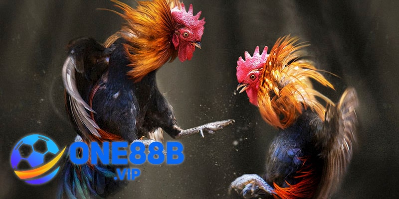 Đá Gà Thomo là địa điểm tổ chức vô số trận chiến hấp dẫn