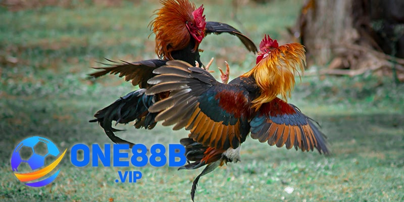 Những hình thức Đá Gà hấp dẫn Thomo vô cùng thông dụng với các dân cược