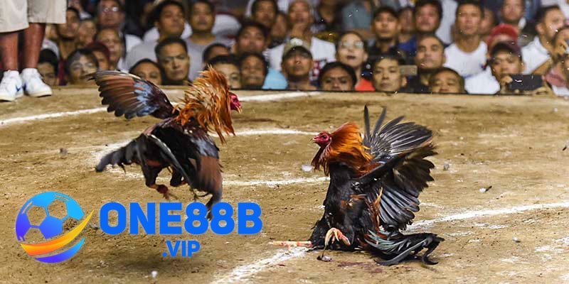 Lý giải cho việc Đá Gà Thomo thu hút được lượng lớn người quan tâm tới