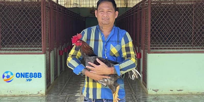 Chủ nhân sở hữu trại gà vang danh nhất nhì khu vực miền Tây