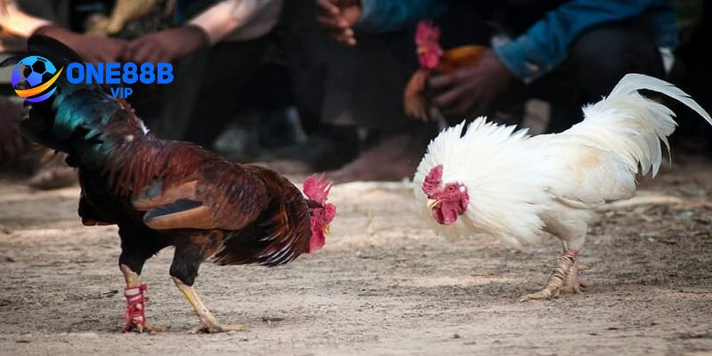 Quá trình chơi Đá Gà Cựa Dao minh bạch & rõ ràng