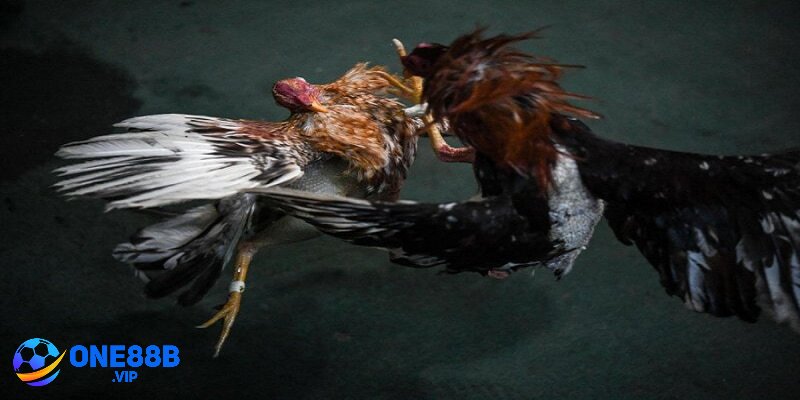 Giao diện hình ảnh & âm thanh Đá Gà Cựa Dao chuyên nghiệp