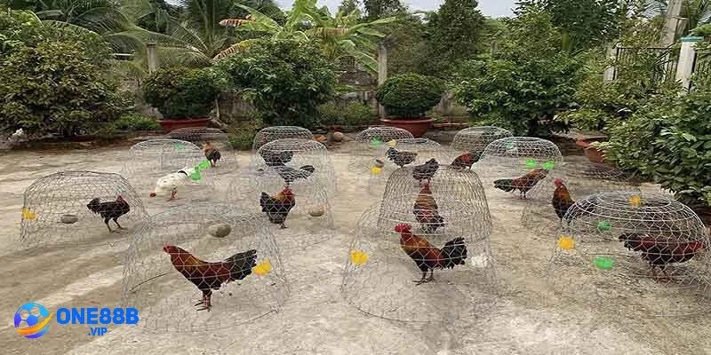 Trại gà Mít Trà Cú có vô vàn dòng gà đẳng cấp nhất thời điểm hiện nay