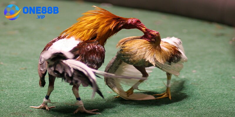 Nên chọn Đá Gà Cựa Dao có lông đỏ thẫm